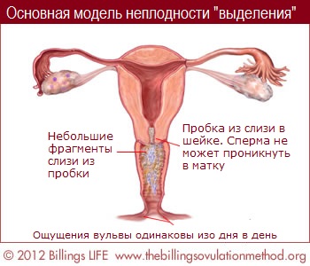 Basic Infertile Pattern of Discharge