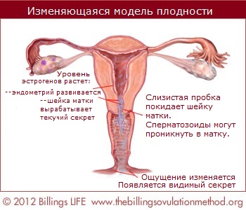 changingpatternfertility