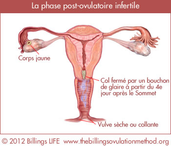 postovulatoryphase fr