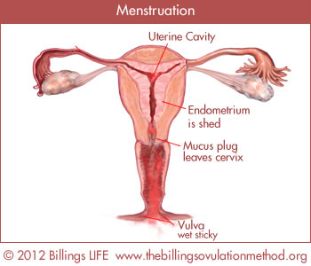 menstruation