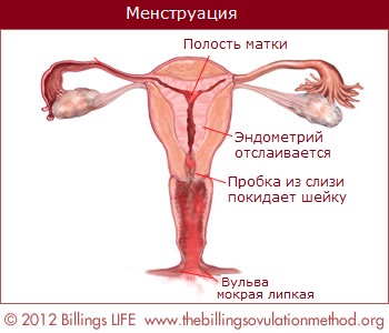 menstruation