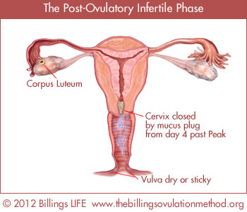 postovulatoryphase